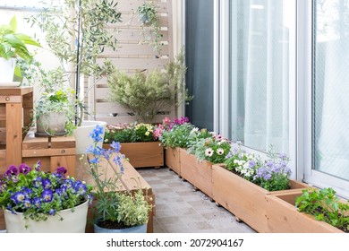 Gardening On The Balcony Of The Apartment