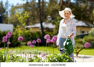 Gardening And People Concept - Happy Senior Woman Watering Allium Flowers At Summer Garden