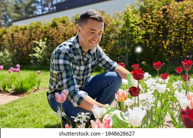 Gardening And People Concept - Happy Smiling Middle-aged Man Taking Care Of Tulip Flowers At Summer Garden