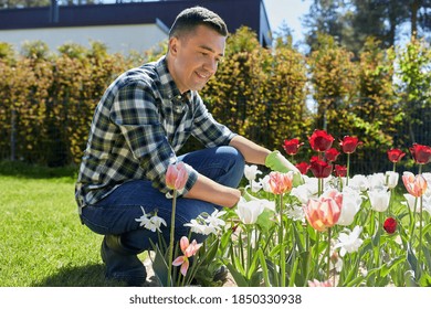 Gardening And People Concept - Happy Smiling Middle-aged Man Taking Care Of Tulip Flowers At Summer Garden