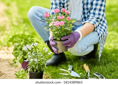 gardening and people concept - woman planting rose flowers at summer garden - Shutterstock ID 1814389865