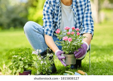gardening and people concept - woman planting rose flowers at summer garden - Shutterstock ID 1815808127