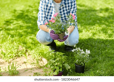 gardening and people concept - woman planting rose flowers at summer garden - Shutterstock ID 1823046647