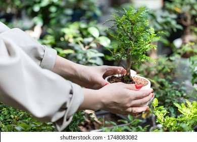 Gardening, planting concept. Woman choosing potted plants -decorative bonsai tree in a pot for her home/apartment in garden store, nursery, soft focus. 
