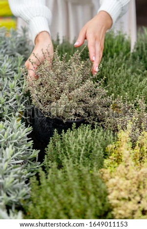 Gardening, planting concept. Woman choosing spicy potted plants Thyme for her kitchen apartment in greenhouse, selective focus. Set of fresh kitchen herbs in garden center.
