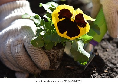 Gardening. Planting Flowers. Gloved Hands Are Planting Pansy Flowers. Perennials. 