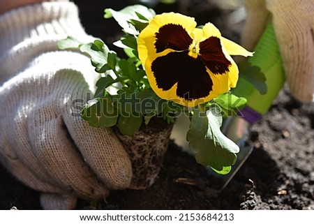 gardening. planting flowers. gloved hands are planting pansy flowers. perennials. 