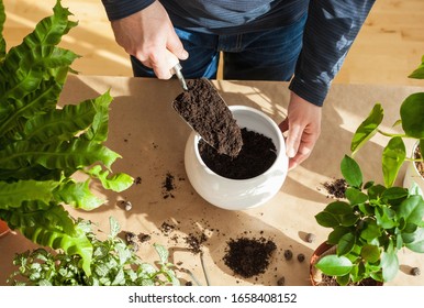 gardening, planting at home. man relocating ficus - Shutterstock ID 1658408152