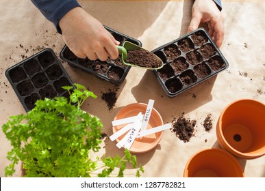 Gardening, Planting At Home. Man Sowing Seeds In Germination Box