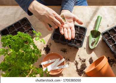 gardening, planting at home. man sowing seeds in germination box