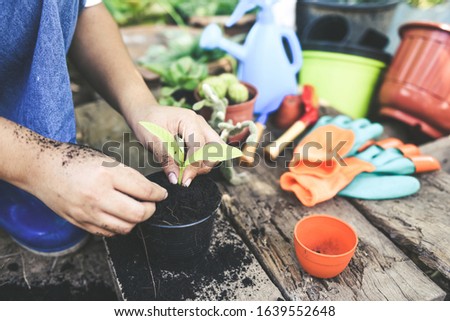 Similar – Image, Stock Photo Woman hands showing to girl young seedlings in pot