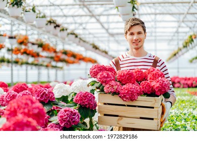 Gardening, profession and people concept. Male walking along in a greenhouse with hydrangea flowers. Handsome man gardener in overalls carrying box with pink hydrangea flowers in pots in a greenhouse.