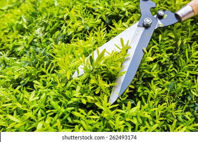 Gardening Pruning Closeup, Trimming Bushes In Spring