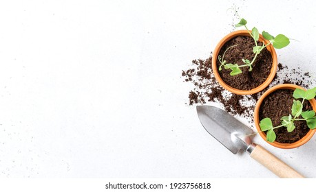 Gardening. Seedlings Of Vegetables In Flower Pots, Ground, And Gardening Tools On A White Concrete Background Top View. Home Garden. Free Space For Space.