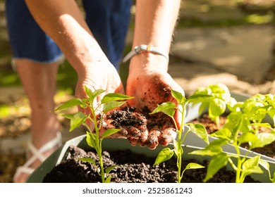 Gardening, senior woman planting seedlings in soil with hands in backyard garden. nature, outdoor, horticulture, hobby, growth, spring - Powered by Shutterstock