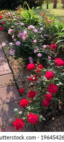 Gardening In The South, Knockout Roses