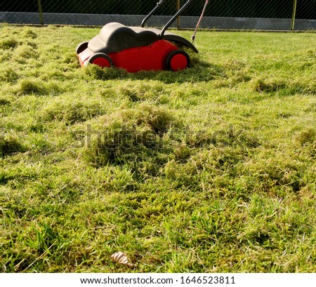 Foto Bild Katzenkuh Freude