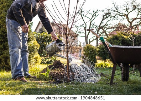 Gardening at spring. Planting tree in garden. Senior man watering planted fruit tree at his backyard