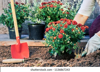 Gardening in summer. Female hands in protective gloves planting a bush of a red chrysanthemum in the garden in summer evening. Toned image                            