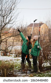 Gardening Team, Cute Caucasian Female Gardeners Pruning Apple Tree Branches With Hedge Trimmer And Pruning Shears, Concept Winter Spring Tree Pruning And Winter Garden Care