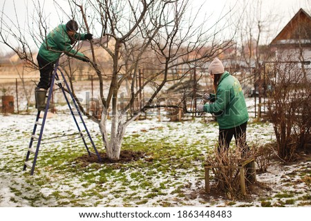 gardening team, cute caucasian female gardeners pruning apple tree branches with hedge trimmer and pruning shears, concept winter spring tree pruning and winter garden care