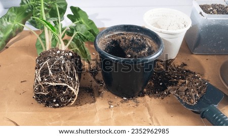 Gardening Theme - transplanting root rot Alocasia plant. Learning gardening, hobby, urban gardening concept. Indoor plants. 