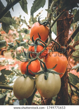 Similar – Bio Tomaten im Gewächshaus