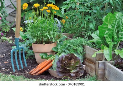 Gardening Tool In A Vegetable Garden  With Carrots And Salad On The Ground