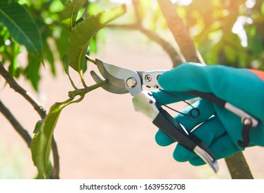 Gardening tool and works pruning trees concept / Hand holding pruning shears cuting mango tree branch in the garden  - Powered by Shutterstock