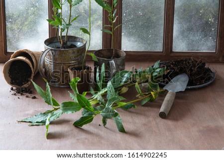 Gardening tools and fresh bay sprouts with soil on wooden table in village. Home gardening or planting concept. Working in the spring garden. Spicy herbs on the windowsill