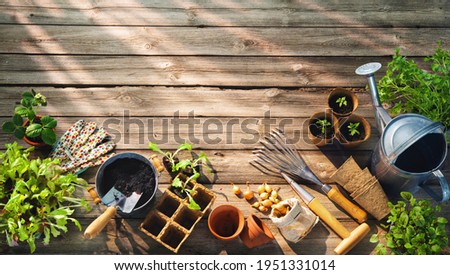 Gardening tools and seedlings on wooden table in greenhouse. Spring in the garden