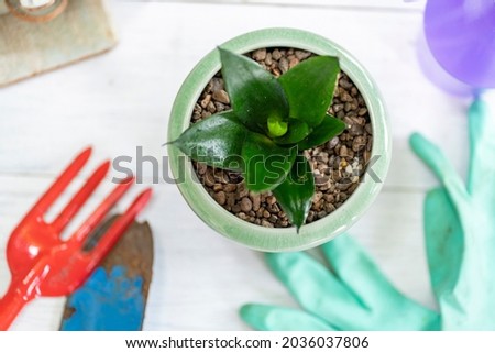 Gardening tools and tools with a Snake Plant planted in a green clay pot, planted for air purification, on a white wooden table with garden manteinance. Hobby concept.