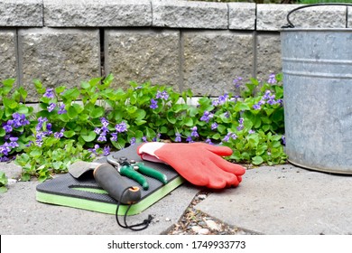 Gardening And Weeding With Bucket To Recycle Plant Material To Do Spring Cleanup For Clean And Tidy Summer Garden