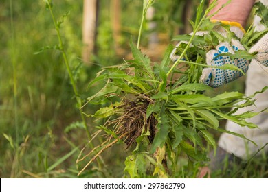 Gardening, weeding weeds. Hilling trees. Gardening. - Shutterstock ID 297862790