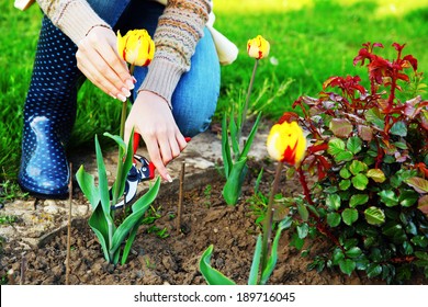 Gardening - woman cutting the flowers in the garden Stock Photo