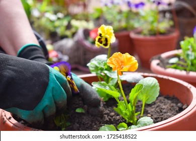 Gardening. Woman Planting Flowers In Pots Outside. Botanical Work In The Land Autdoor. Spring Flower Pots