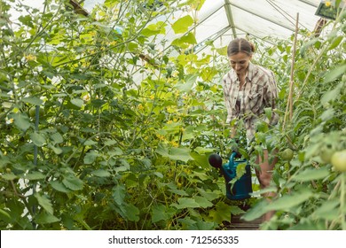 Gardening Woman Watering Tomatoes In Green House