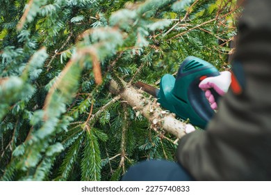 Gardening  work in autumn and winter. Teenager is sawing old Christmas tree with electric saw and cutting branches . - Powered by Shutterstock