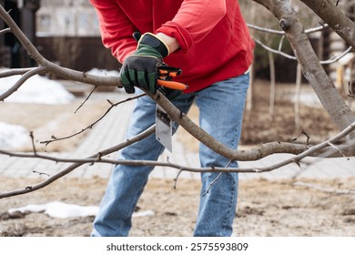 Gardening work in progress: a close-up of tree branch trimming with hand tools