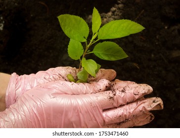 Gardening.gloved Hands Holding A Green Sprout.young Plant In The Hands Of The Man Who Plants It.home Hobby Plant Breeding.world Day To Combat Desertification And Drought 17 June