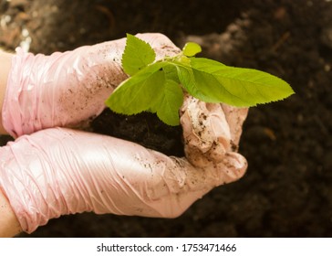 Gardening.gloved Hands Holding A Green Sprout.young Plant In The Hands Of The Man Who Plants It.home Hobby Plant Breeding.world Day To Combat Desertification And Drought 17 June