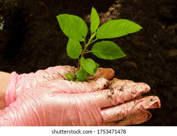 Gardening.gloved Hands Holding A Green Sprout.young Plant In The Hands Of The Man Who Plants It.home Hobby Plant Breeding.world Day To Combat Desertification And Drought 17 June