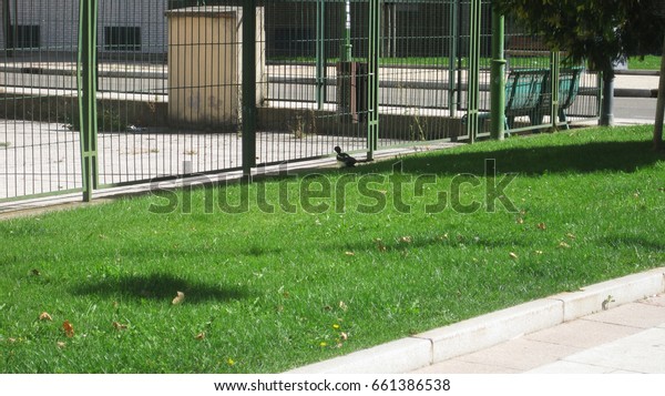 Gardens, streets and\
birds.