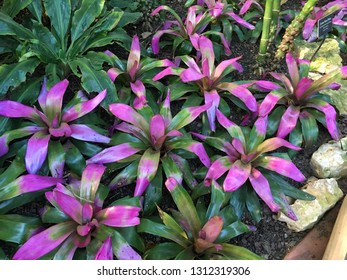 Garfield Park Conservatory