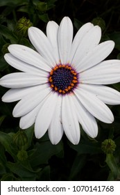 Garfield Park Conservatory Flower