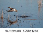 The garganey