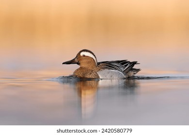 Garganey bird ( Spatula querquedula  ) in the first light, goldenhour.  Male garganey in natural environment at a small lake in spring.
