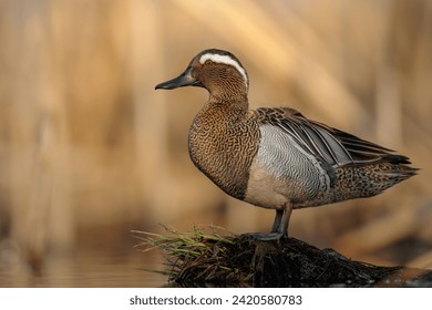Garganey bird ( Spatula querquedula  ) in the first light, goldenhour.  Male garganey in natural environment at a small lake in spring.