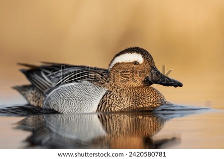 Garganey bird ( Spatula querquedula  ) in the first light, goldenhour.  Male garganey in natural environment at a small lake in spring. Zdjęcia stock © 