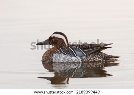 Garganey Duck Anas querquedula in the wild. Zdjęcia stock © 